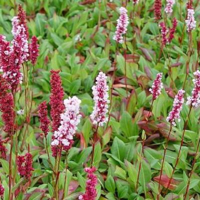 PERSICARIA AFFINIS SUPERBA