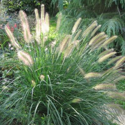 PENNISETUM ORIENTALE