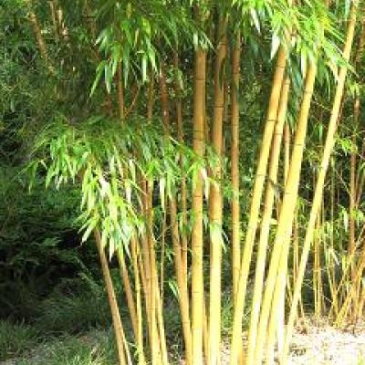 PHYLLOSTACHYS AUREOSULCATA SPECTABILIS