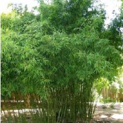 PHYLLOSTACHYS AUREA