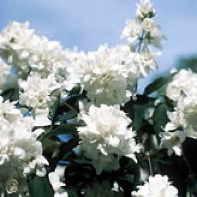 PHILADELPHUS BOUQUET BLANC