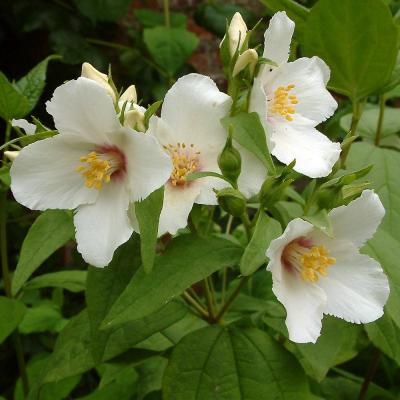 PHILADELPHUS BELLE ETOILE