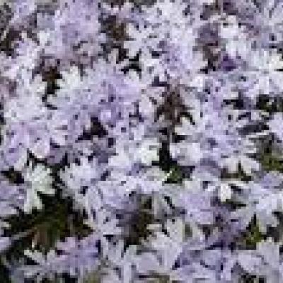PHLOX (S) EMERALD CUSHION BLUE