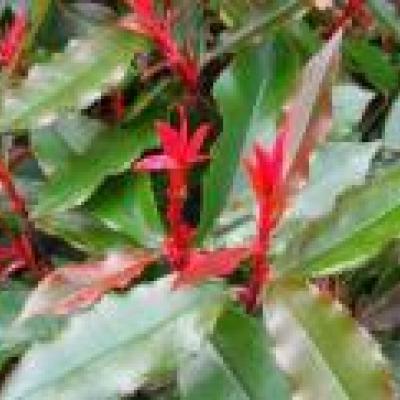 PHOTINIA FRASERI CAMILVY