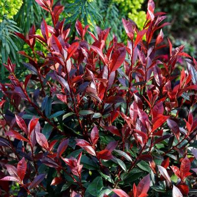 PHOTINIA FRASERI CARRE ROUGE PHOTINIA FRASERI CARRE ROUGE