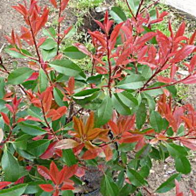 PHOTINIA FRASERI LITTLE RED ROBIN