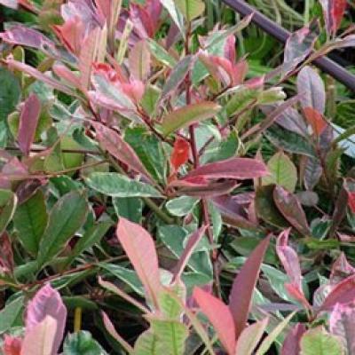 PHOTINIA F. PINK MARBLE®