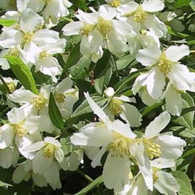 PHILADELPHUS LEMOINEI