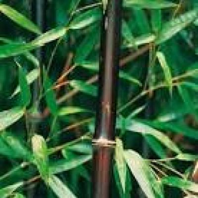 PHYLLOSTACHYS NIGRA