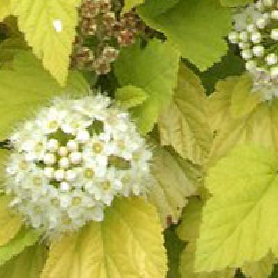 PHYSOCARPUS OPULIF. ANGEL GOLD  ®