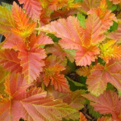 PHYSOCARPUS O. AMBER JUBILEE ®