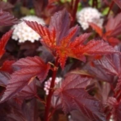 PHYSOCARPUS OPULIF. DIABLE D'OR®