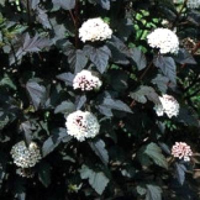 PHYSOCARPUS OPULIF. DIABOLO®