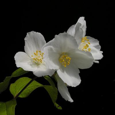 PHILADELPHUS STARBRIGHT®