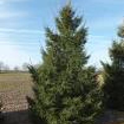 PICEA ABIES