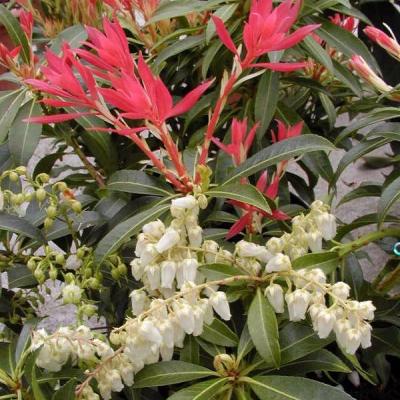 PIERIS FOREST FLAME