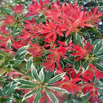 PIERIS FLAMING SILVER