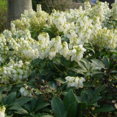 PIERIS JAP. DEBUTANTE