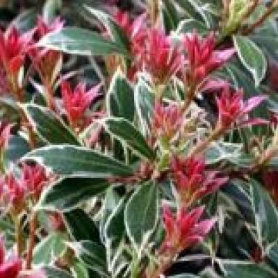 PIERIS JAP. LITTLE HEATH