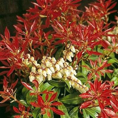 PIERIS JAP. MOUNTAIN FIRE