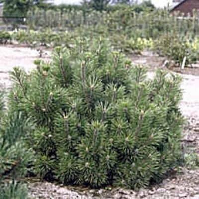 PINUS MUGO MUGHUS