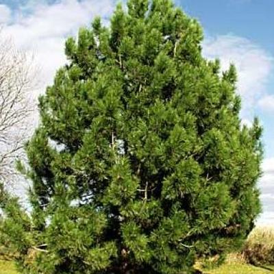 PINUS NIGRA NIGRA