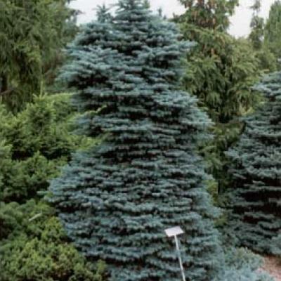 PICEA PUNGENS GLAUCA