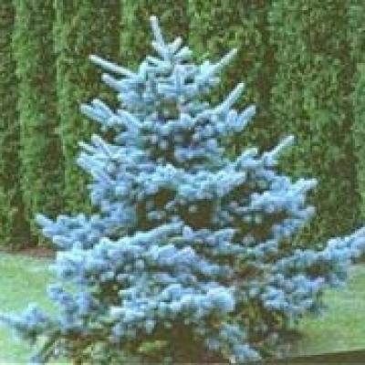 PICEA PUNGENS KOSTER