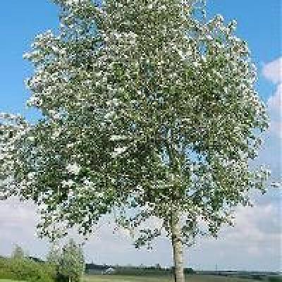 POPULUS ALBA NIVEA