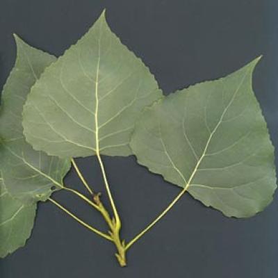 POPULUS CANADENSIS