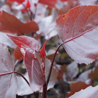 POPULUS DELTOIDES PURPLE TOWER ®