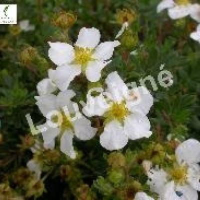 POTENTILLA FRUT. ABBOTSWOOD