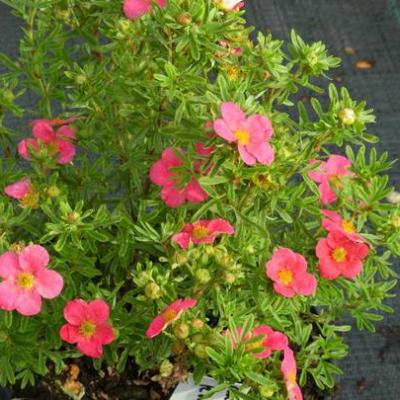 POTENTILLA FR. BELLISSIMA
