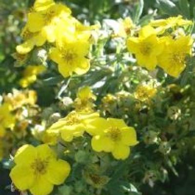 POTENTILLA FRUT. ELIZABETH (ARBUSCULA)