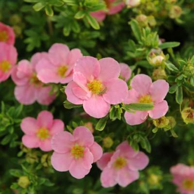 POTENTILLA FRUT. LOVELY PINK®