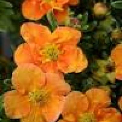 POTENTILLA FR. ORANGISSIMA®