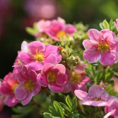 POTENTILLA FRUT. PINK PARADISE®