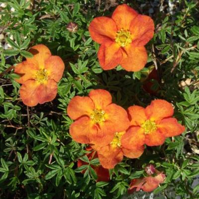 POTENTILLA FRUT. TANGERINE