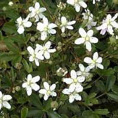 POTENTILLA TRID NUUK