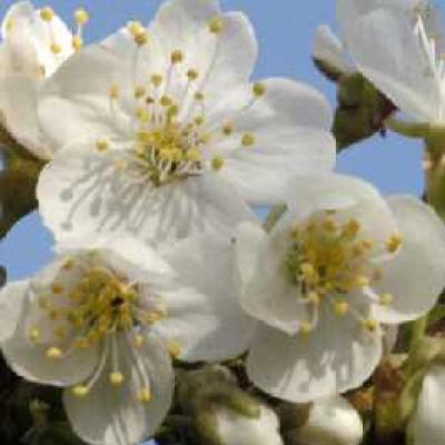 PRUNUS AVIUM