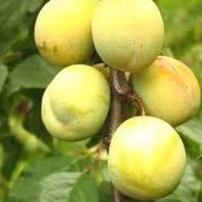 PRUNUS D. GOUTTE D'OR DE COE