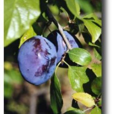 PRUNUS D. PRUNE DE PRINCES RGF-Gbx