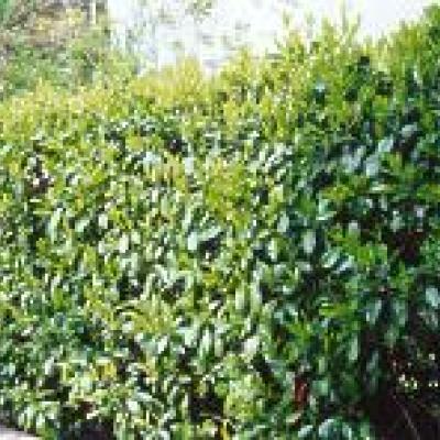PRUNUS LAUR. CAUCASICA