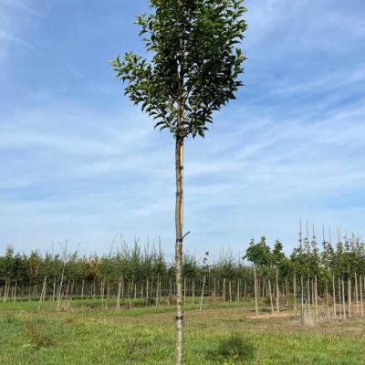 PRUNUS LUSITANICA TIGE 180CM