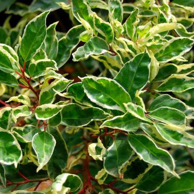 PRUNUS LUSITANICA VARIEGATA