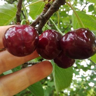 PRUNUS A.NORWUNDER
