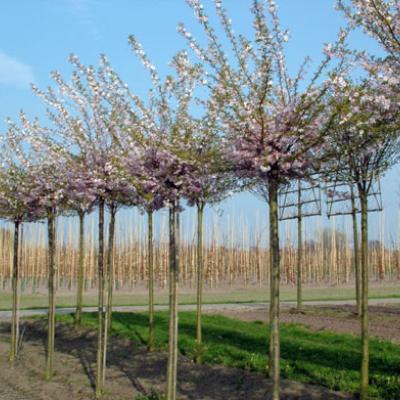 PRUNUS SUBH. AUTUMNALIS ROSEA