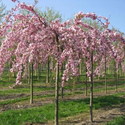 PRUNUS SERR. KIKU-SHIDARE-ZAKURA