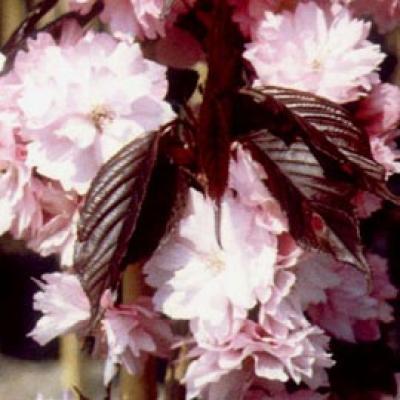 PRUNUS SERR. ROYAL BURGUNDY