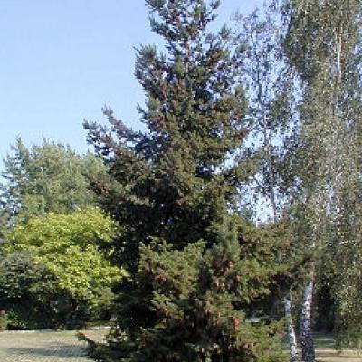 PSEUDOTSUGA MENZIESII